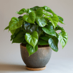 The Ultimate Guide to Philodendron Plants: Care, Propagation, and Display